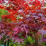 Daire Spacious Near Bascarsija - Free Parking *