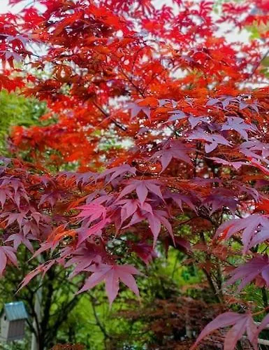 公寓 Spacious Near Bascarsija - Free Parking *